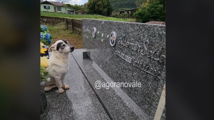 Perrito visita la tumba de su dueño a diario desde el 2020 Perrito visita la tumba de su dueño a diario desde el 2020