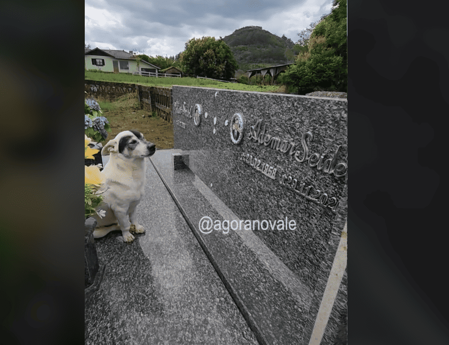Perrito visita la tumba de su dueño a diario desde el 2020