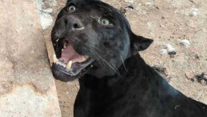 Aseguran a jaguar que le arrancó el brazo a una niña en Chihuahua