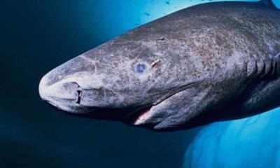 Detectan al animal más viejo del mundo en costas de Belice