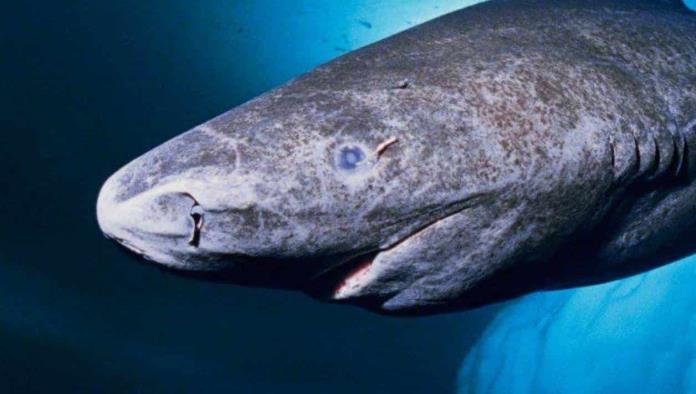 Detectan al animal más viejo del mundo en costas de Belice
