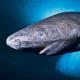 Detectan al animal más viejo del mundo en costas de Belice