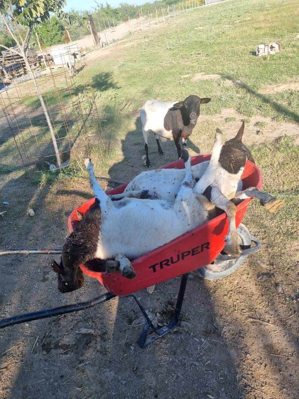 Sin cabritos para navidad