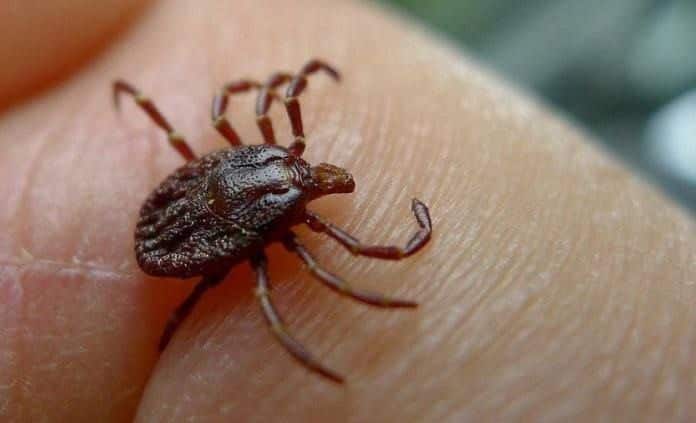 Siguen apareciendo casos de Rickettsiosis 