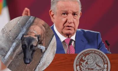 TikTok: Perro se enoja otra vez cuando escucha que hablan mal de AMLO