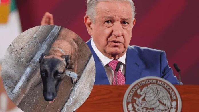 TikTok: Perro se enoja otra vez cuando escucha que hablan mal de AMLO