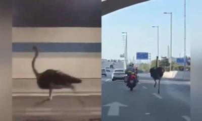 ¡Persecución emplumada!; Se escapa una avestruz de un zoológico en China