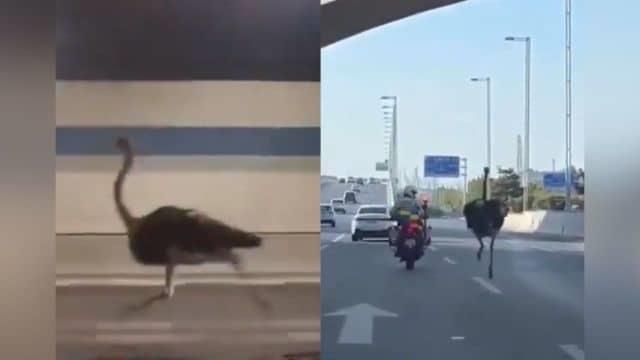¡Persecución emplumada!; Se escapa una avestruz de un zoológico en China