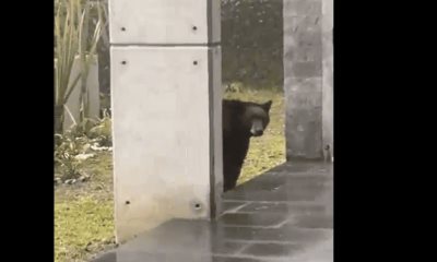 Captan a oso negro pasear en una casa en San Pedro