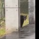 Captan a oso negro pasear en una casa en San Pedro