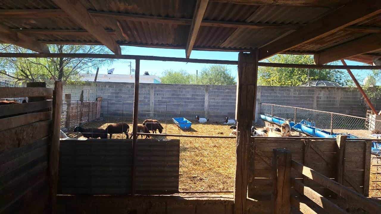 Buscan solución por ataque a ganado
