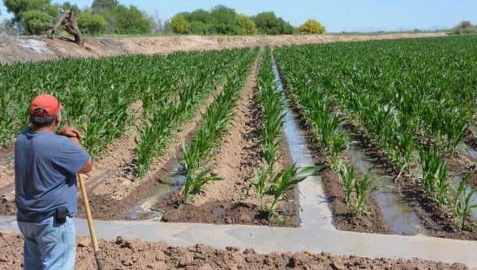 Cerrará sector ejidal con buenas siembras