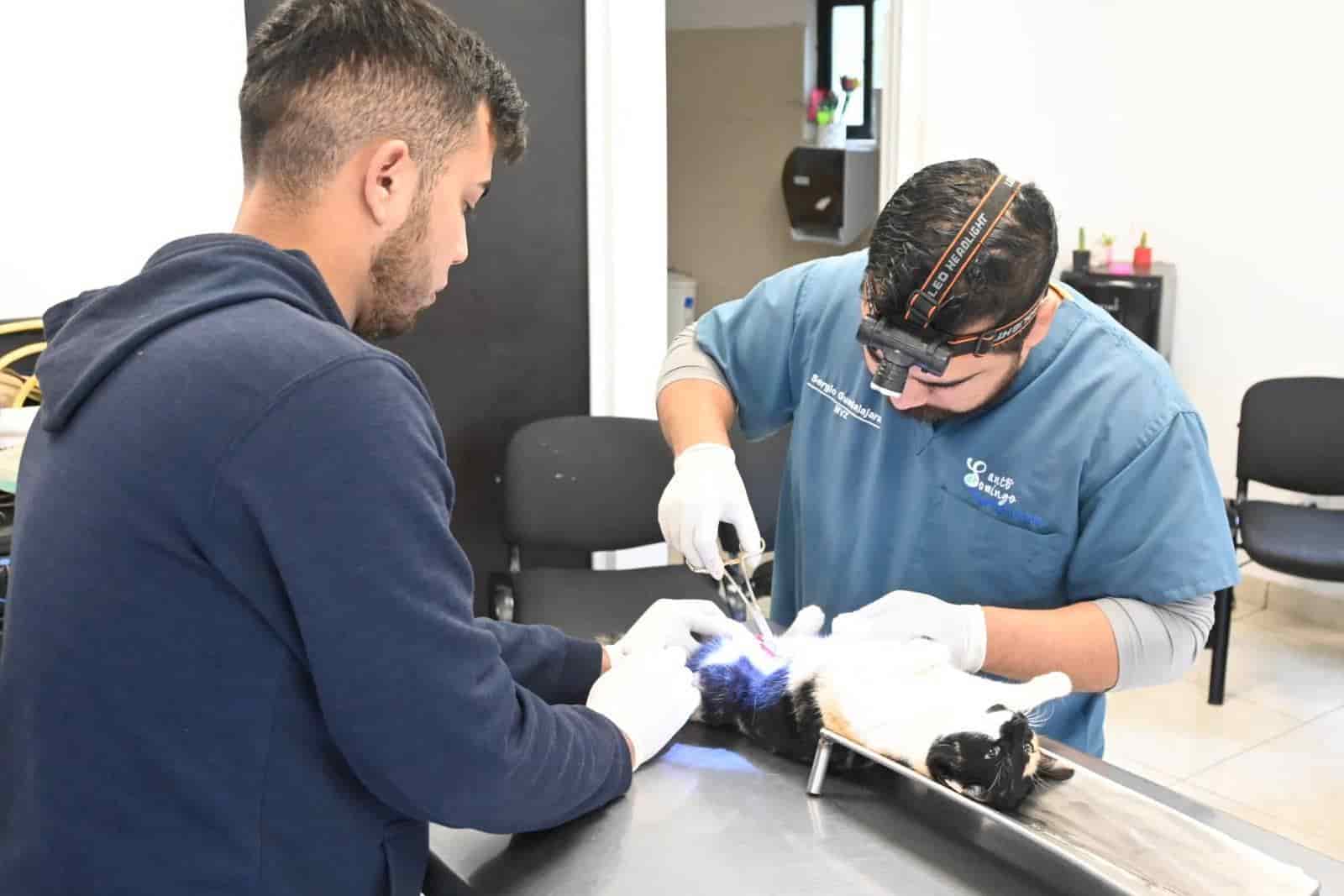 Realizan campaña de esterilización en la delegación V. Carranza