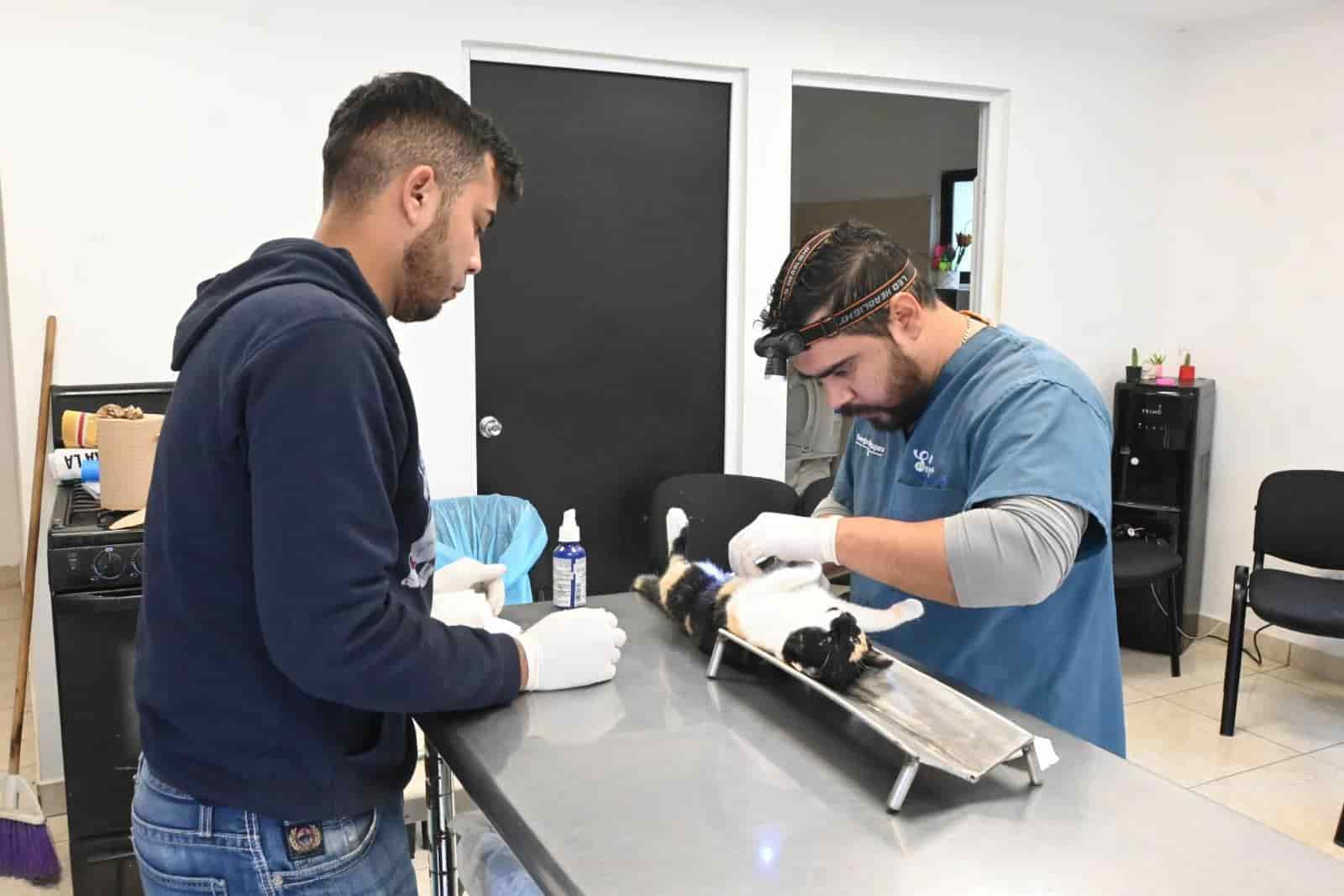 Realizan campaña de esterilización en la delegación V. Carranza