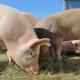 Reino Unido detecta primer caso de gripe porcina en humanos