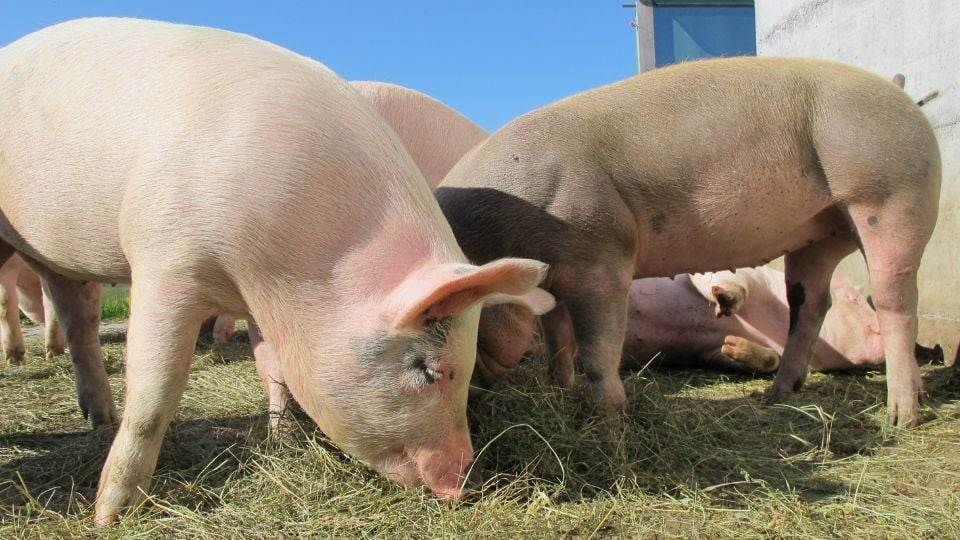 Reino Unido detecta primer caso de gripe porcina en humanos