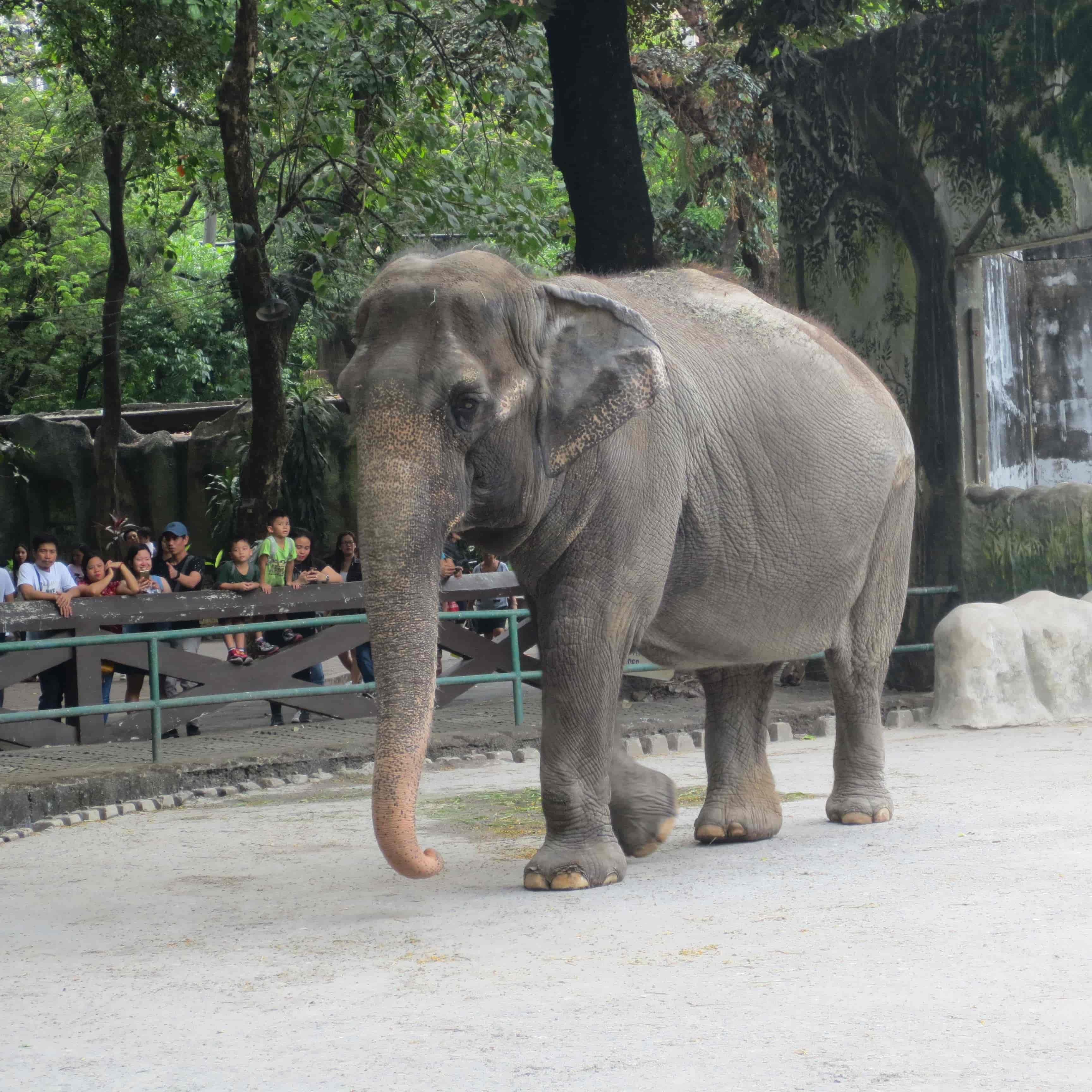 Muere el elefante Mali en cautiverio; Falleció de soledad