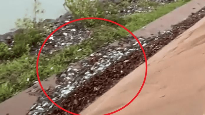 Miles de ratas aparecen muertas en pequeña ciudad de Australia Miles de ratas aparecen muertas en pequeña ciudad de Australia