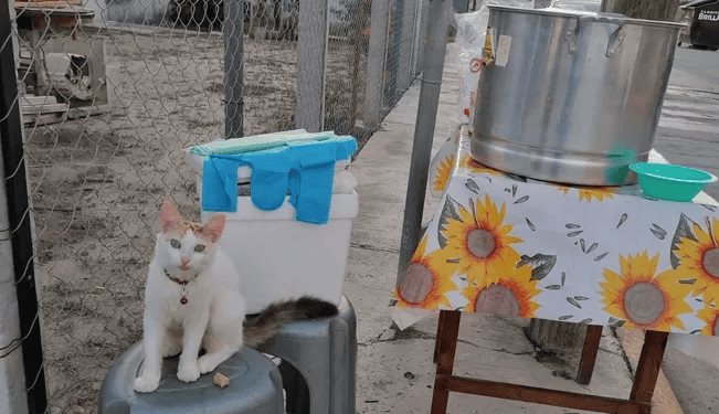 Muere Michitamalitos; El gato que vendía tamales con su dueña