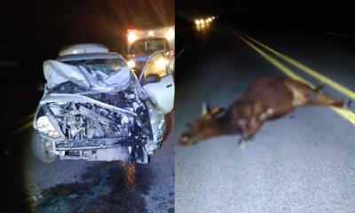 ¡Se atravesó! Nuevamente un animal causa APARATOSO accidente en carretera