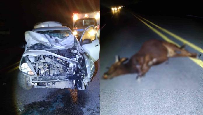 ¡Se atravesó! Nuevamente un animal causa APARATOSO accidente en carretera