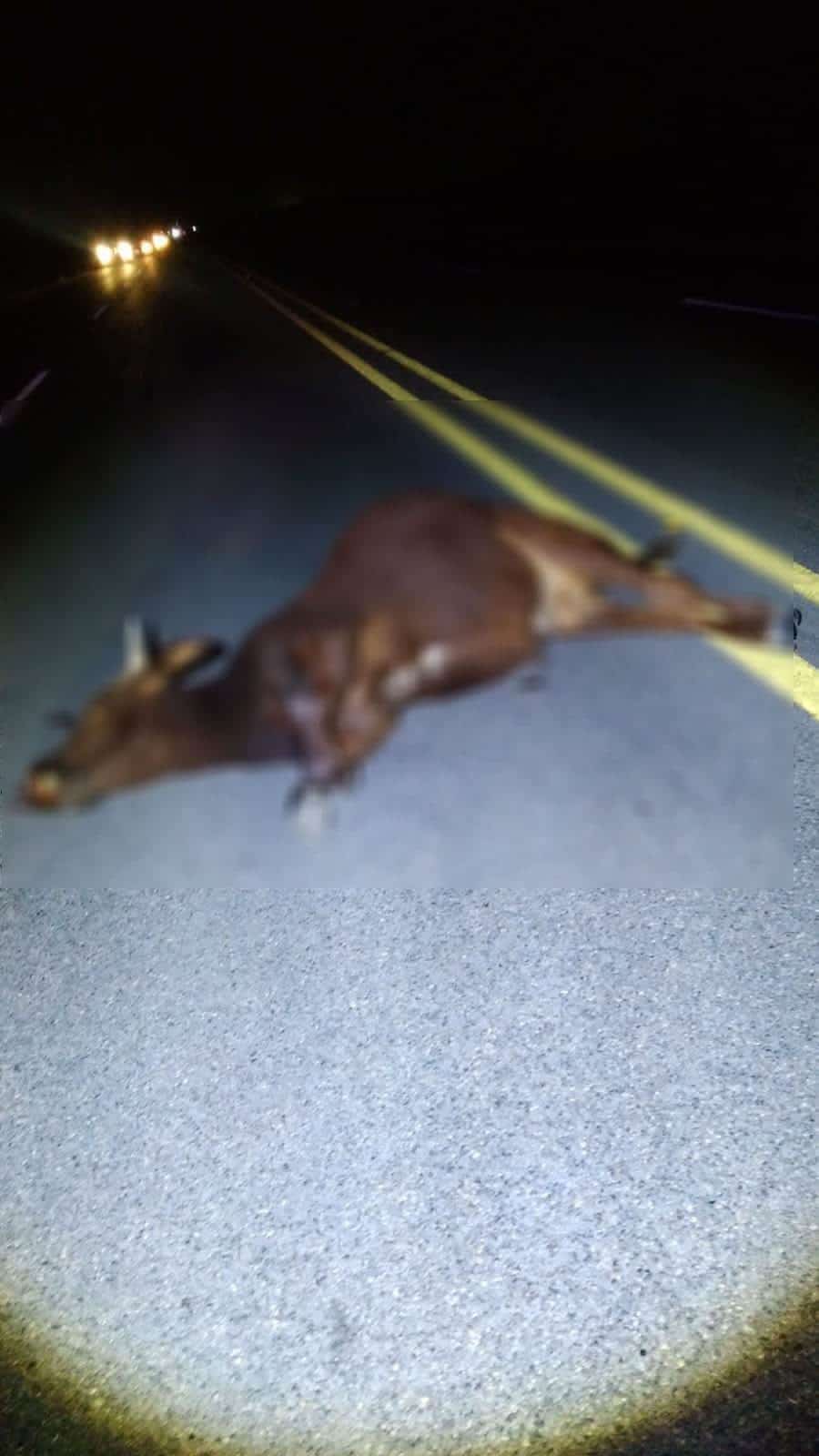 ¡Se atravesó! Nuevamente un animal causa APARATOSO accidente en carretera