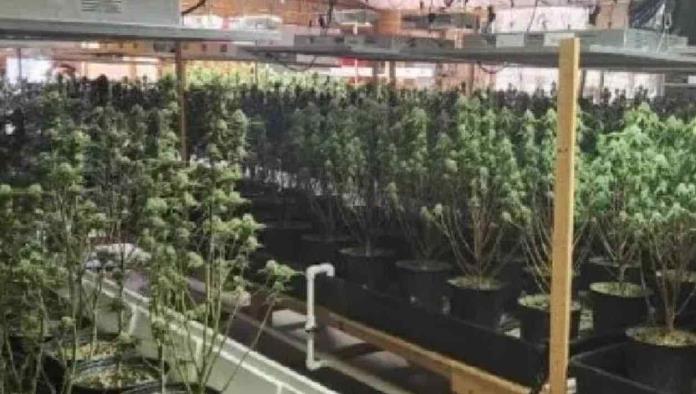 Encuentran plantación de marihuana en una iglesia de Tennessee