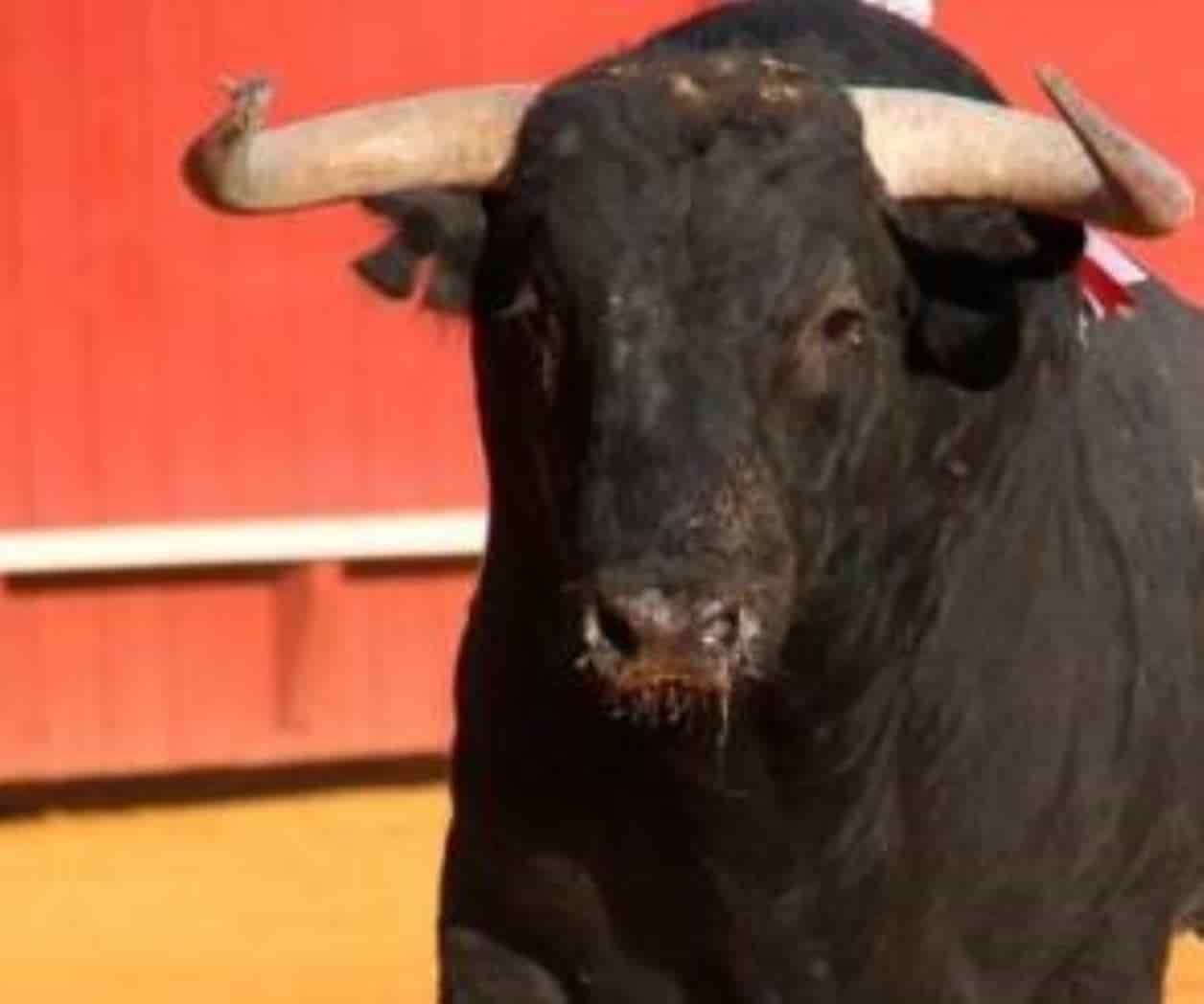 Faitelson se lanza contra Yasmín Esquivel por revivir las corridas de toros en CDMX