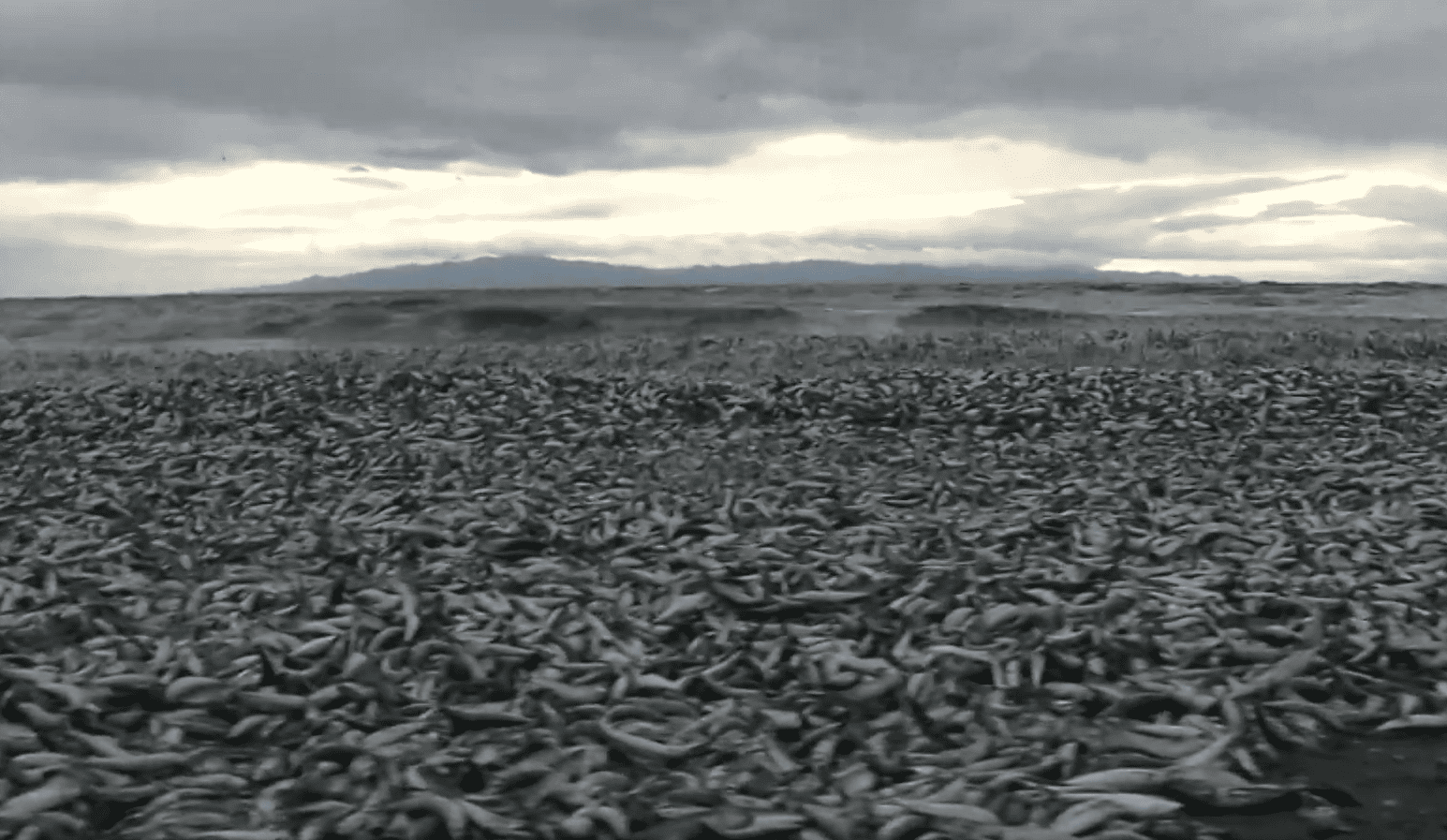 Aparecen miles de peces muertos en costas de Japón