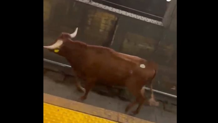 ¡OLE!  Se cuela un toro en el metro de Nueva Jersey