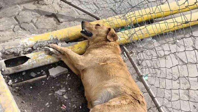 Fallece perrito por ruido de pirotecnia