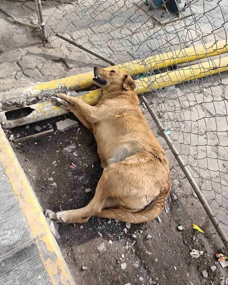 Fallece perrito por ruido de pirotecnia