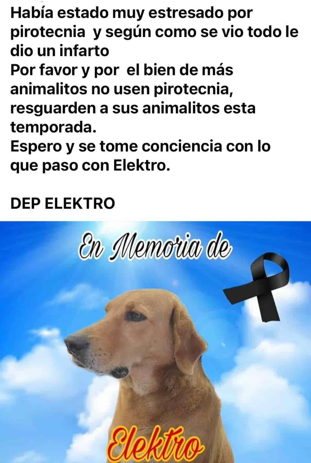 Fallece perrito por ruido de pirotecnia