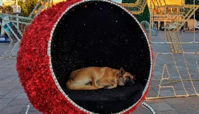 Perrito callejero duerme dentro de decoración de Navidad para protegerse del frío