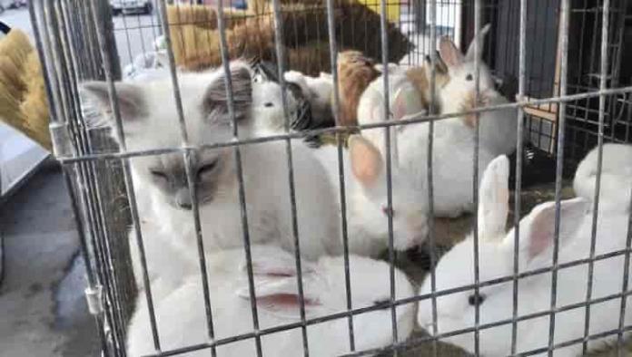 Encierra gatito en jaula de conejos