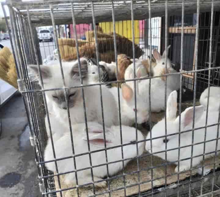 Encierra gatito en jaula de conejos