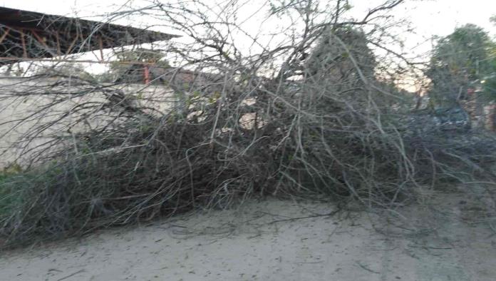 Colapsa árbol de más de 20 metros de altura