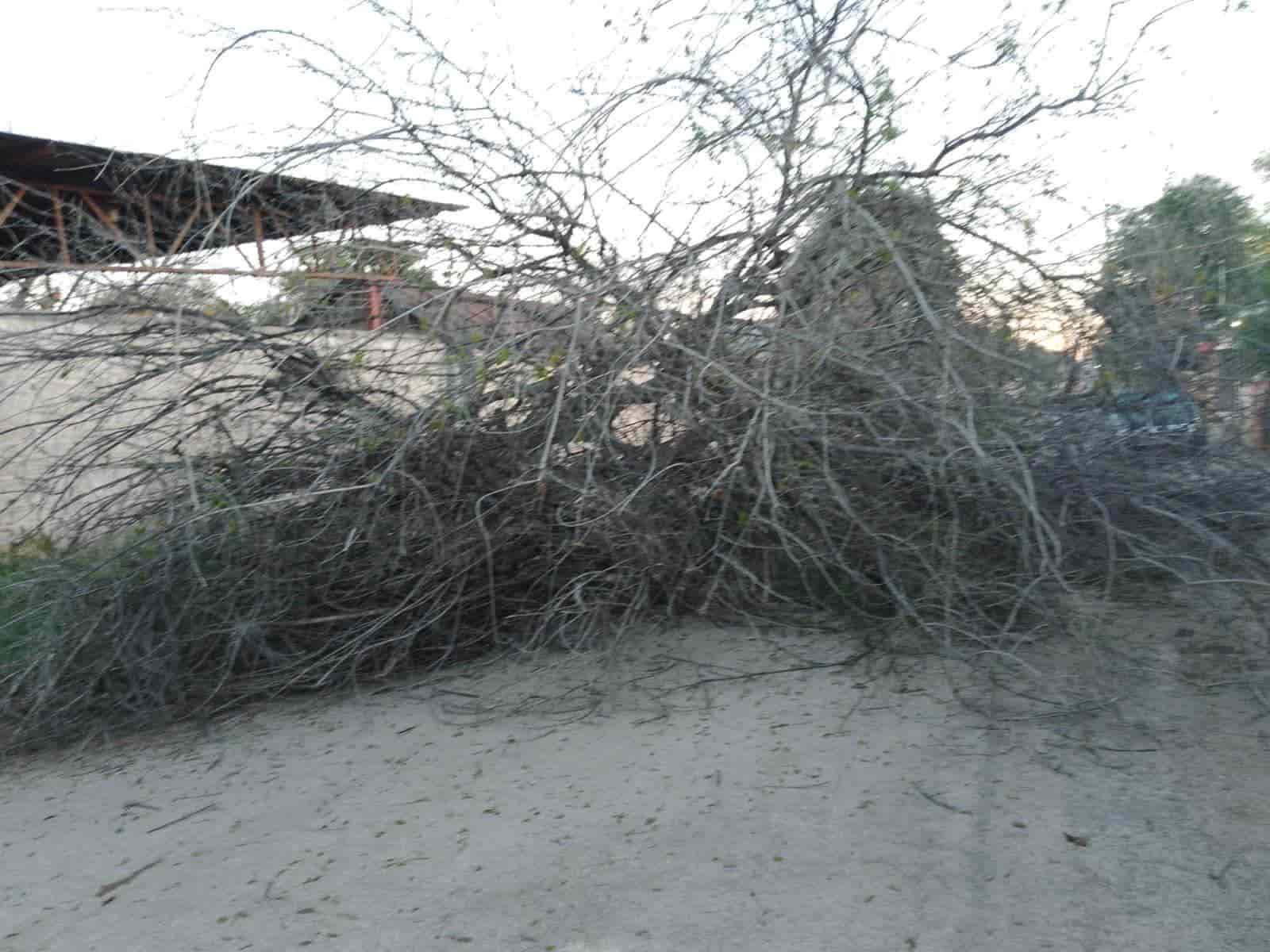 Colapsa árbol de más de 20 metros de altura