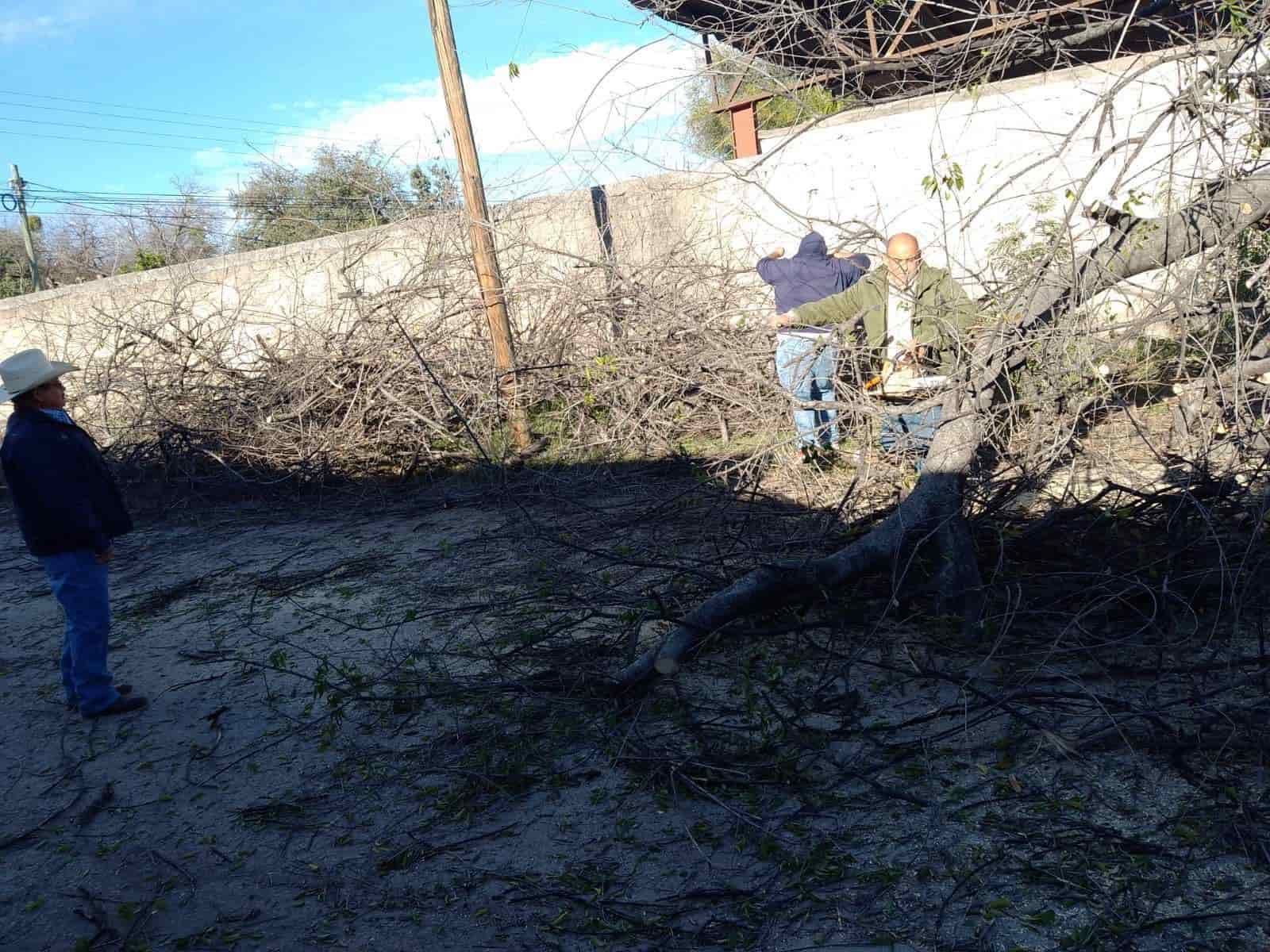 Colapsa árbol de más de 20 metros de altura