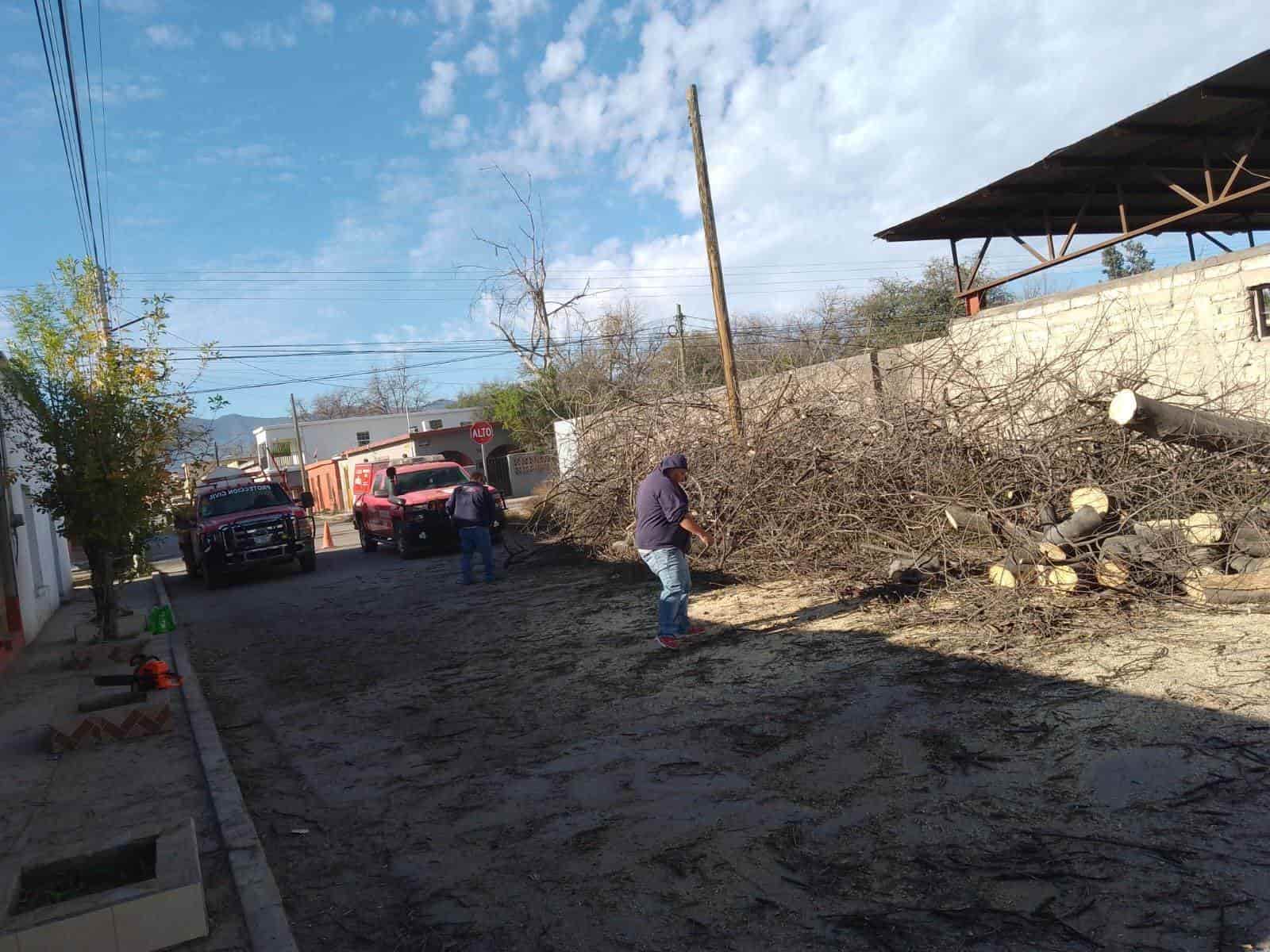 Colapsa árbol de más de 20 metros de altura