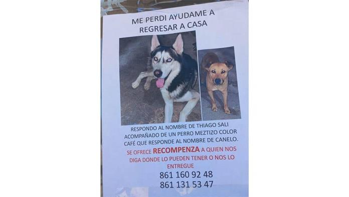 Desaparecieron perritos por culpa de cohetes