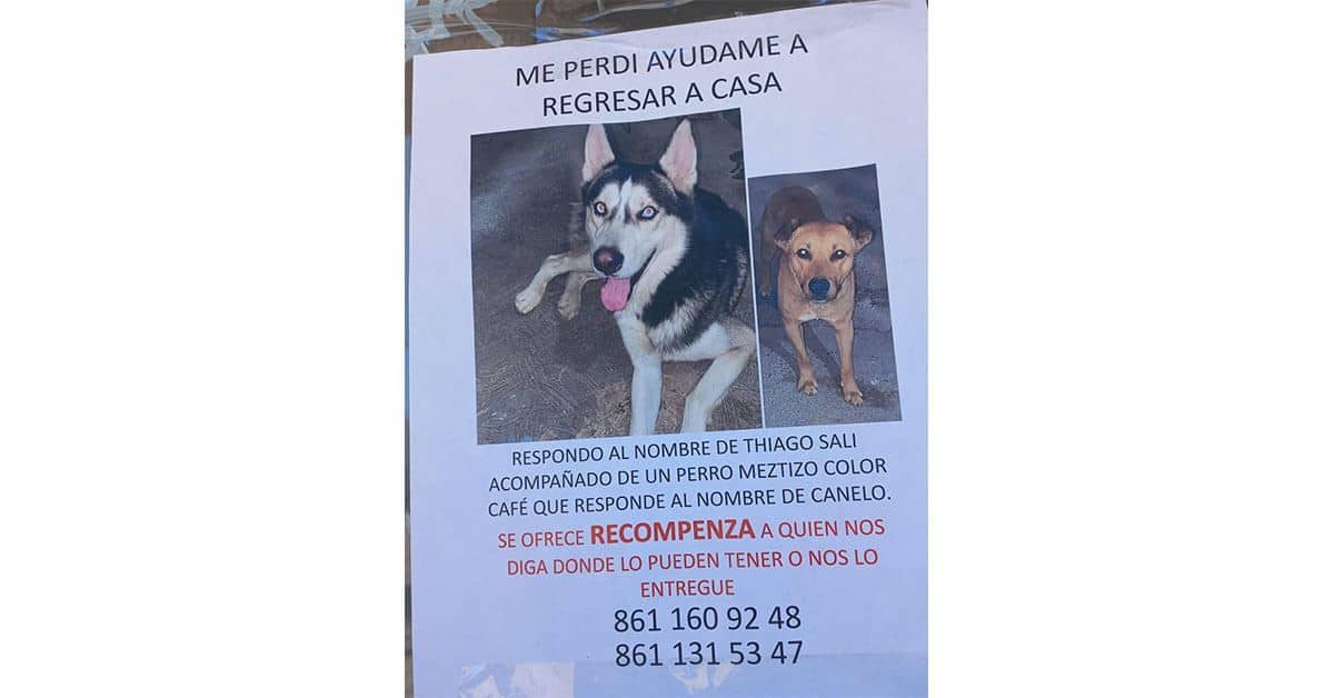 Desaparecieron perritos por culpa de cohetes