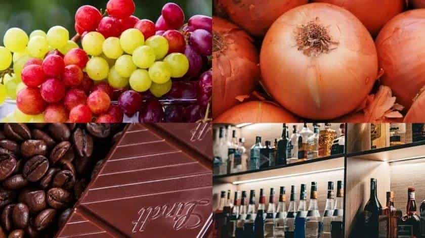 Estos son diez alimentos prohibidos para los perros