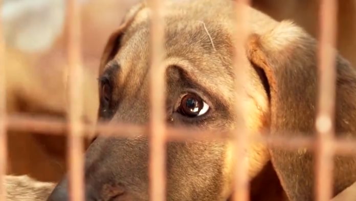 Corea del Sur prohíbe el consumo  y venta de carne de perro
