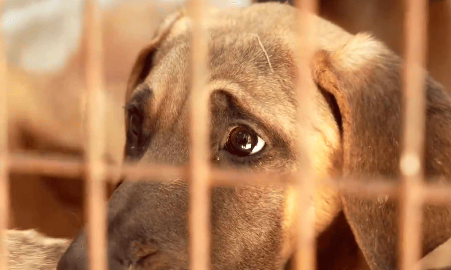 Corea del Sur prohíbe el consumo  y venta de carne de perro