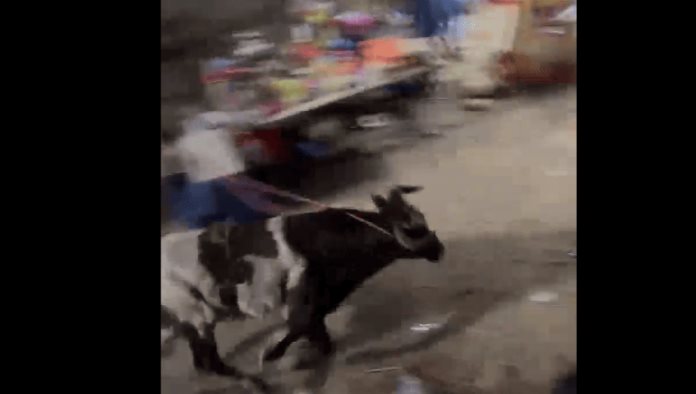 Toro se da la fuga en una feria de Yucatan