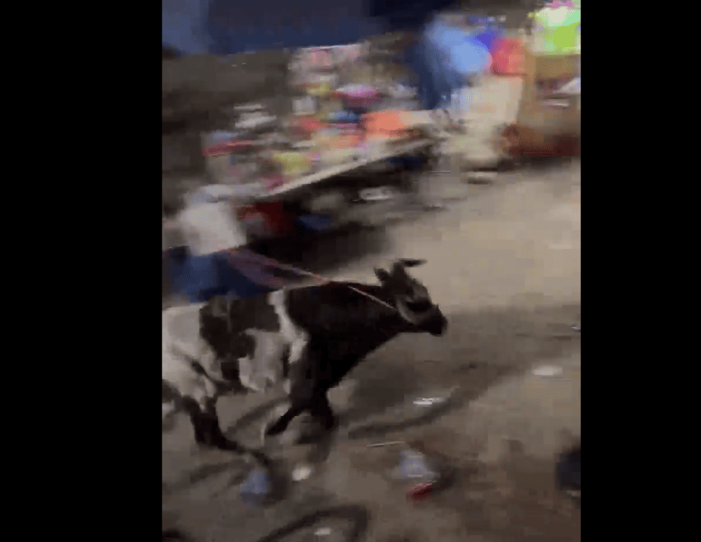 Toro se da la fuga en una feria de Yucatan