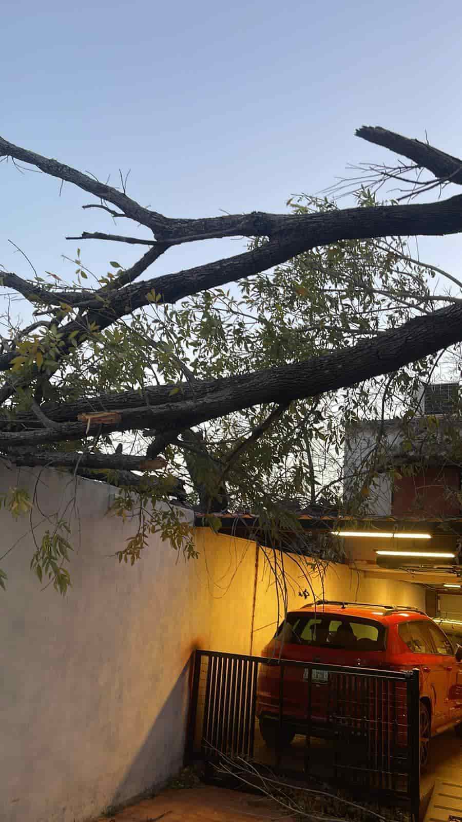 Árboles , cables y espectaculares caídos han sido los daños por los fuertes vientos