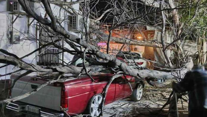 Árboles , cables y espectaculares caídos han sido los daños por los fuertes vientos