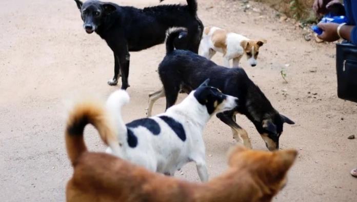 Perros son vistos paseando y devorando partes humanas, incluida la cabeza de una mujer